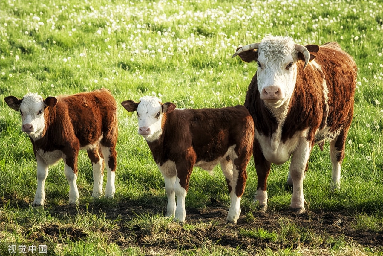 牛的瘤胃臌气发病原因,牛瘤胃臌气的治疗方法