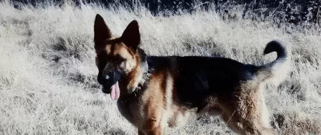 周润发和张卫健,张卫健周润发