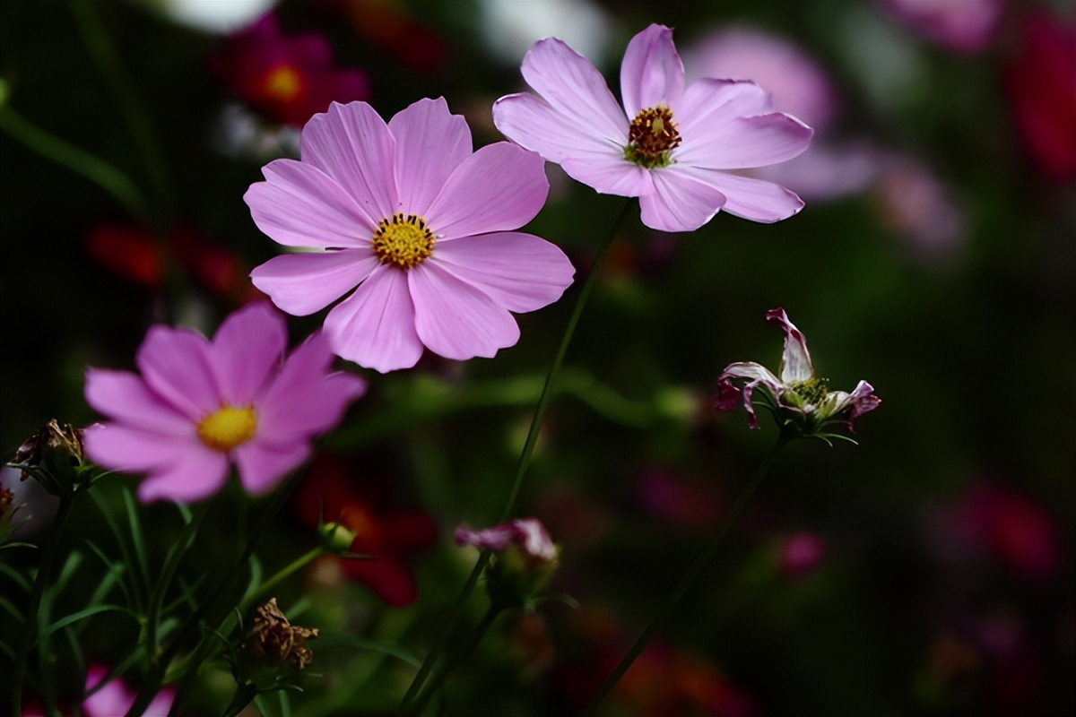 男友一直保证会和我在一起，但是见到我姐姐后，把我甩了