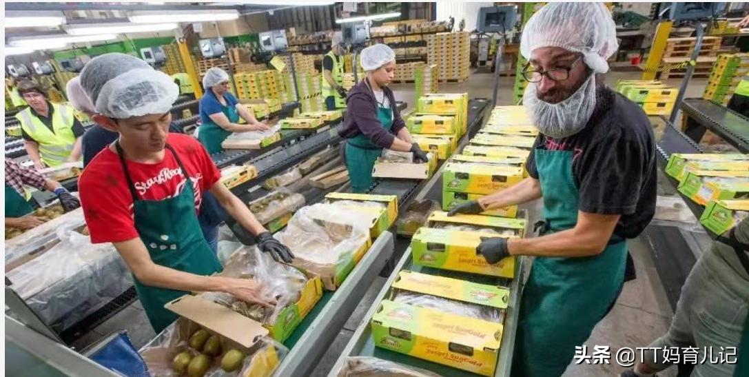 进口奇异果新西兰大果,新西兰奇异果怎么便宜了