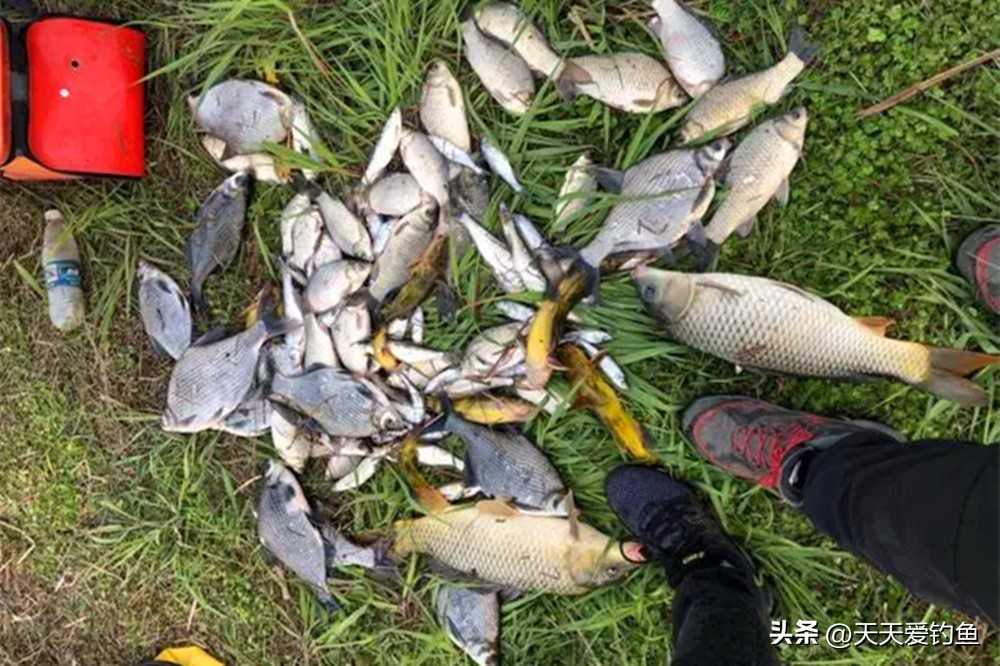 夏天黑坑小鱼多怎么调漂,夏天用啥子料钓大鱼不钓小鱼