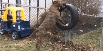 比特犬和二哈哪个厉害,比特犬怎么打不过土狗