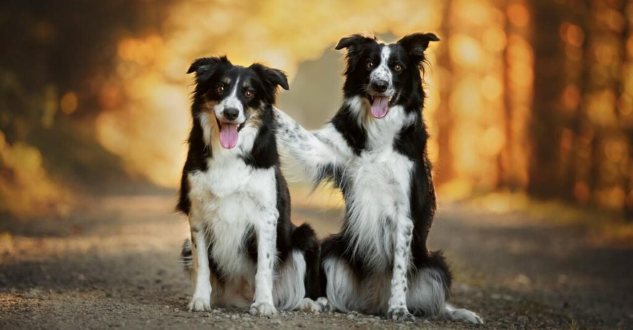 拉布拉多搜救犬的日常服从训练,搜救犬为什么不选拉布拉多