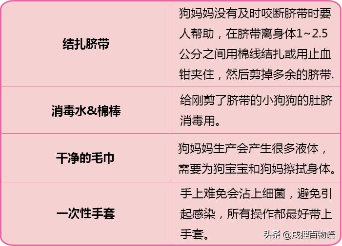 狗狗快生产了,狗狗快生产了肚子很硬