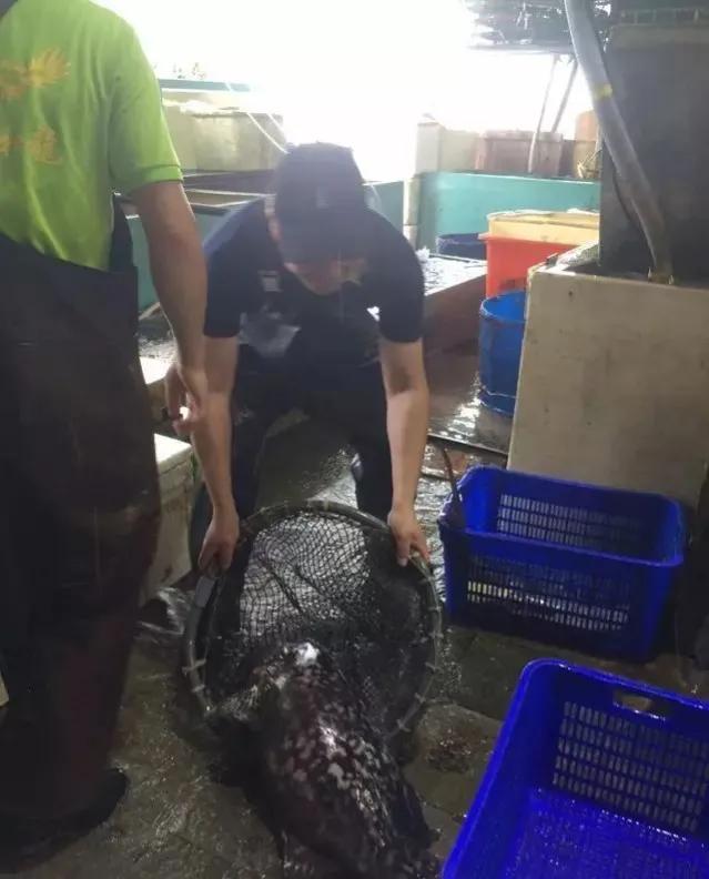 鱼类菜肴大全,鱼类食材大全