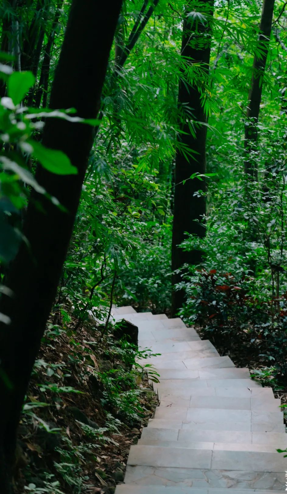 周末森林公园推荐深圳宝安,深圳森林公园登上山顶看美景