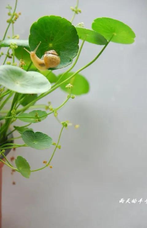 蜗牛高清壁纸4k全屏,蜗牛唯美动画壁纸