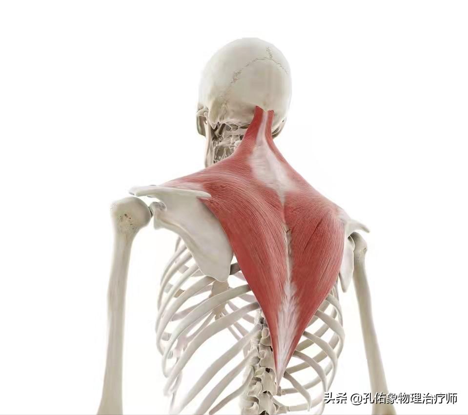 肩膀总是处于紧张状态怎么治疗,跑步肩膀僵硬怎么放松