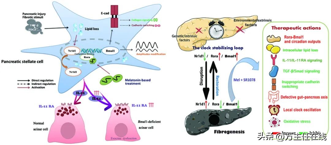 万荣/张二荃/蒋巍亮团队揭示胰腺生物钟病理及转化新机制