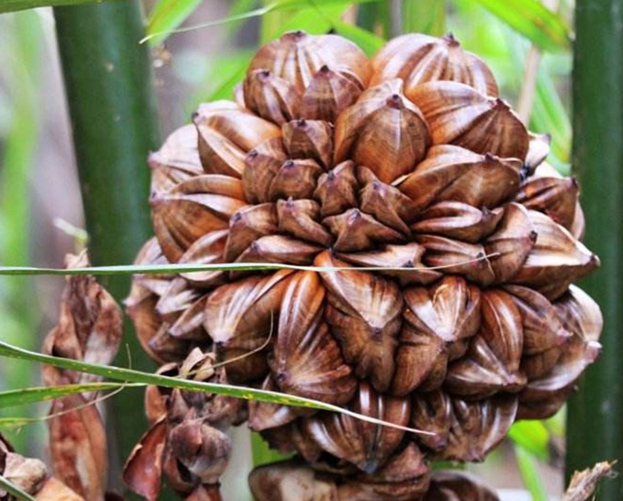 越南人不吃什么食物,越南吃国内不能吃的食物
