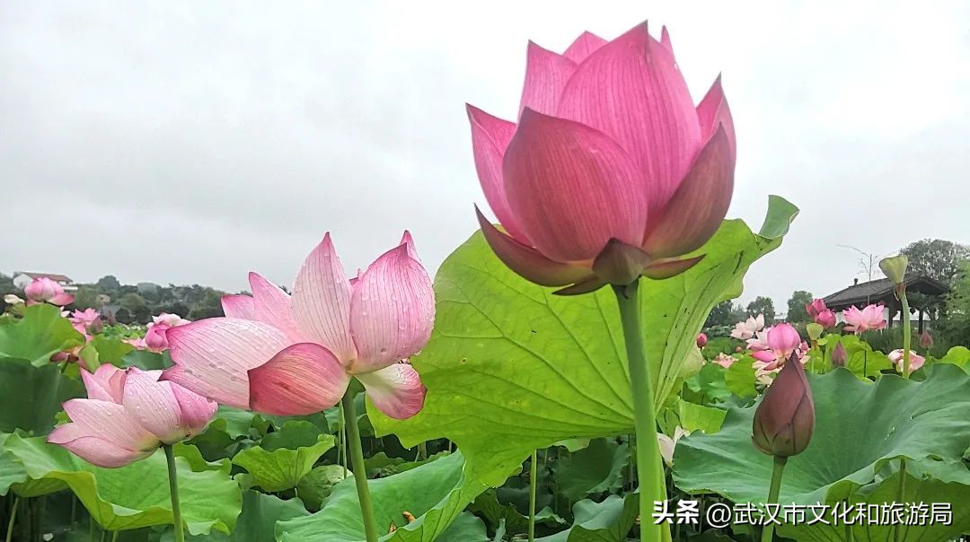 花朝河湾旅游景区本地人要门票吗,潘塘罗杨村花朝河湾景区最新消息