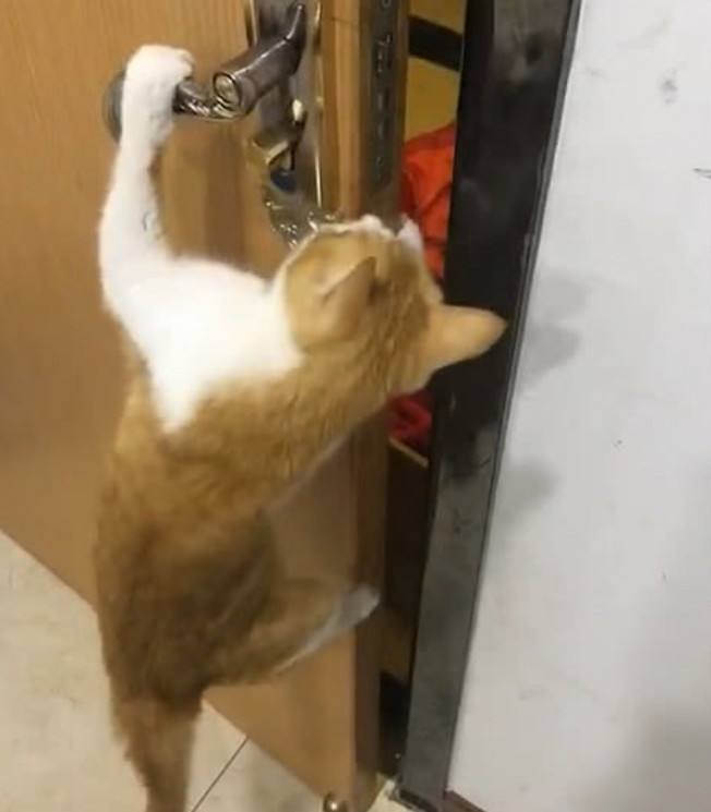 宠物自己开门怎么办,宠物开门技巧