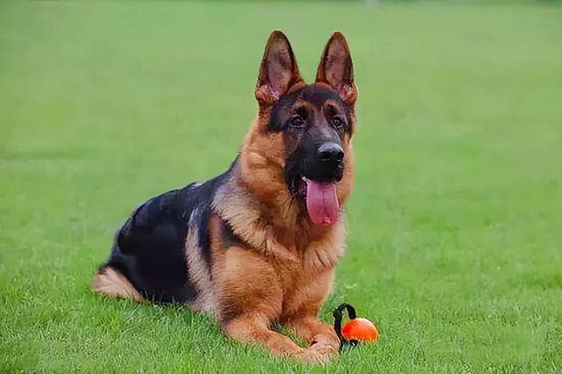 养狗新手该养啥宠物好呢,新手养狗不建议养这四种