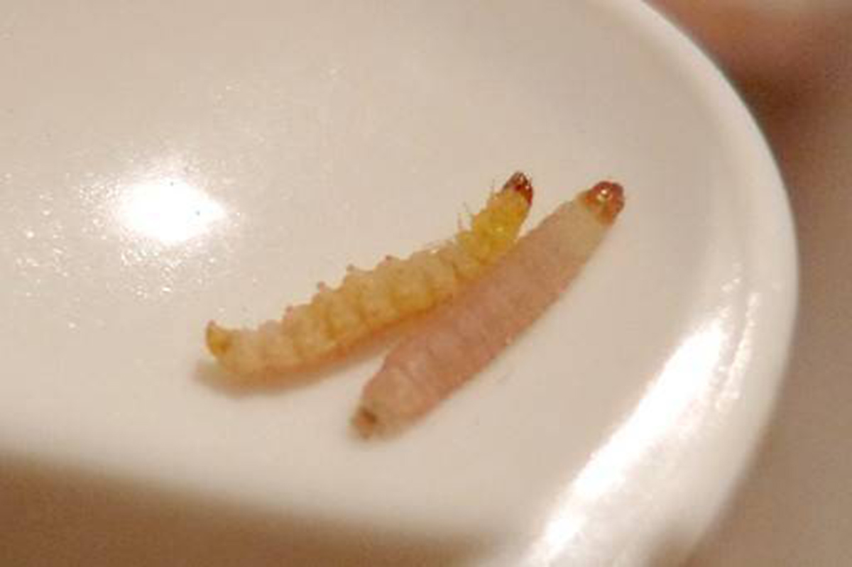 为什么别的食品也会出现米象,米象是如何感知到家里的食物的