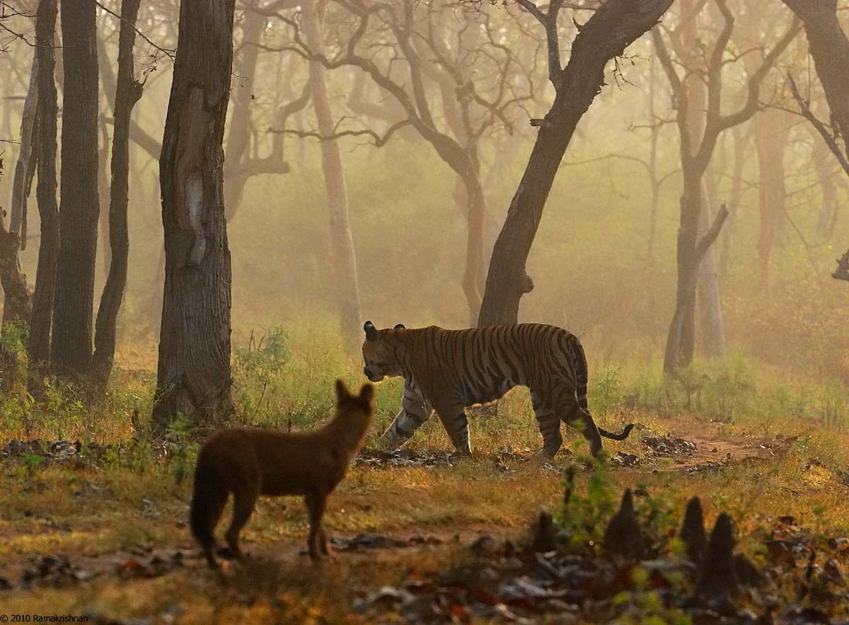 豺狼虎豹为何豺排第一位,豺狼虎豹为什么豺排第一