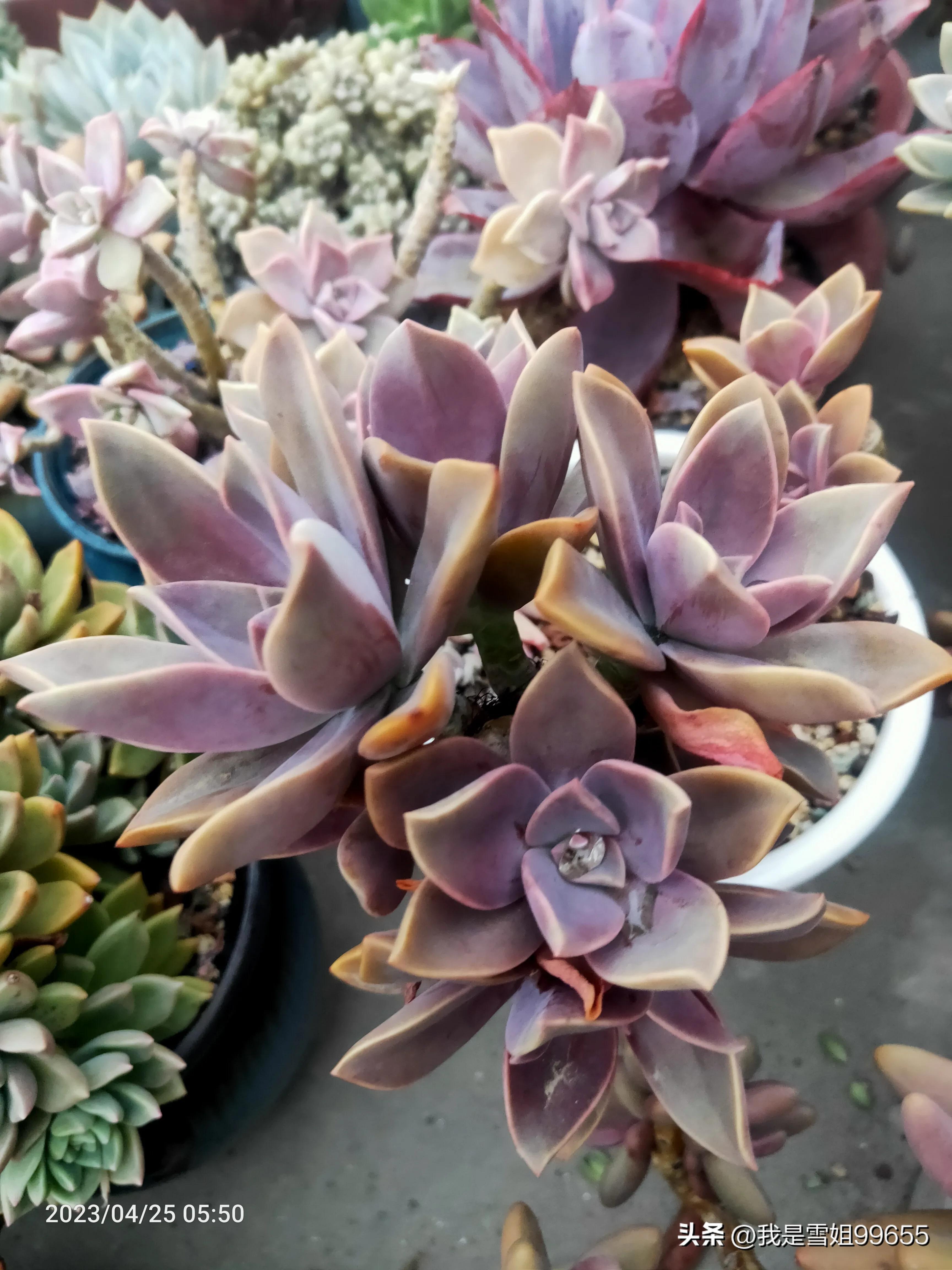 网约车提车日记,广州网约车真实记录