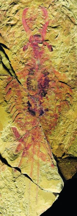 昆虫拯救了人类祖先,昆虫的祖先有多离谱