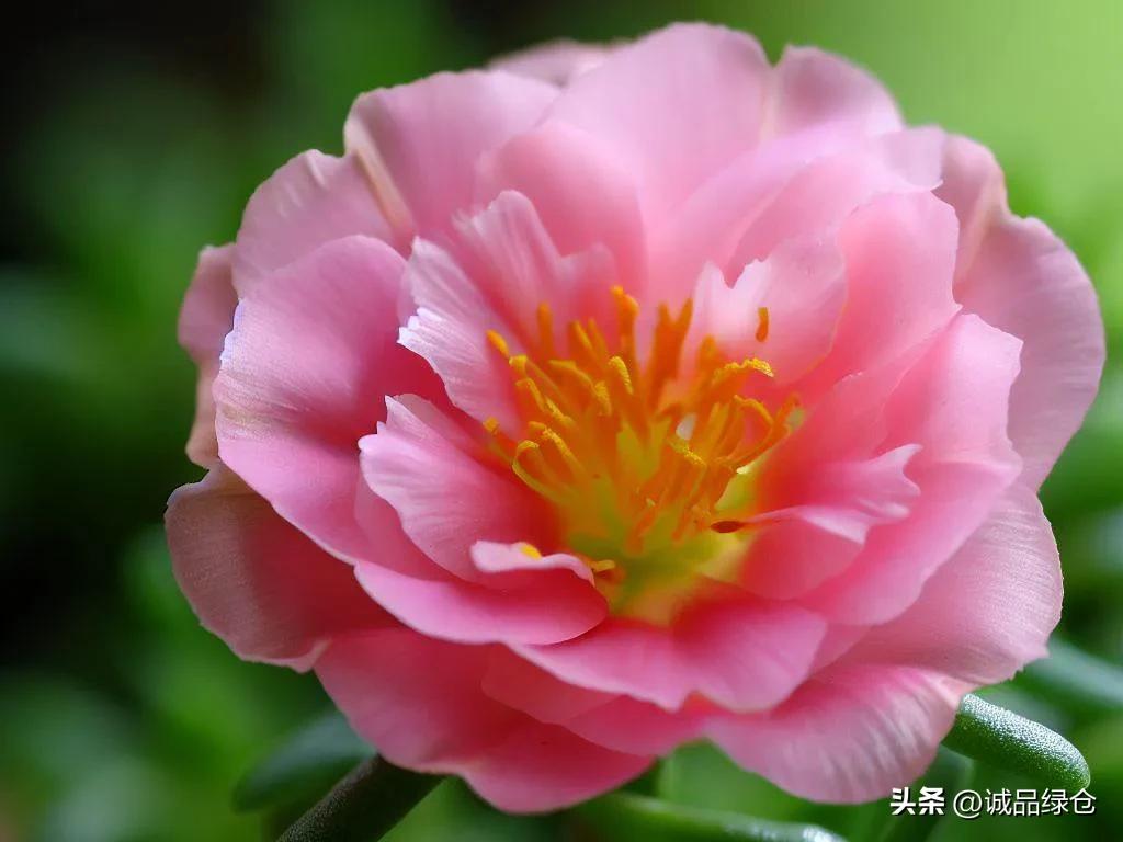 十种室内最好养的花,十种最养不死的花排行榜