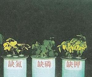 5000升尿液提炼黄金,为了提炼黄金煮沸5000升尿液科普