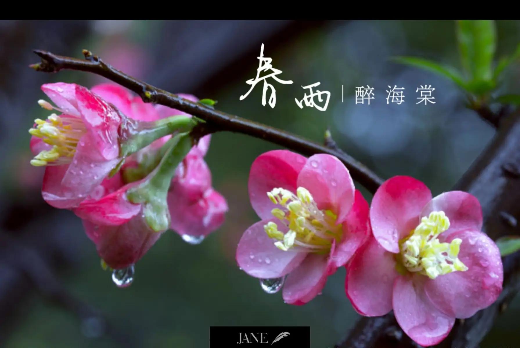 带花和带雨字的诗句,带雨的古诗词经典唯美名句
