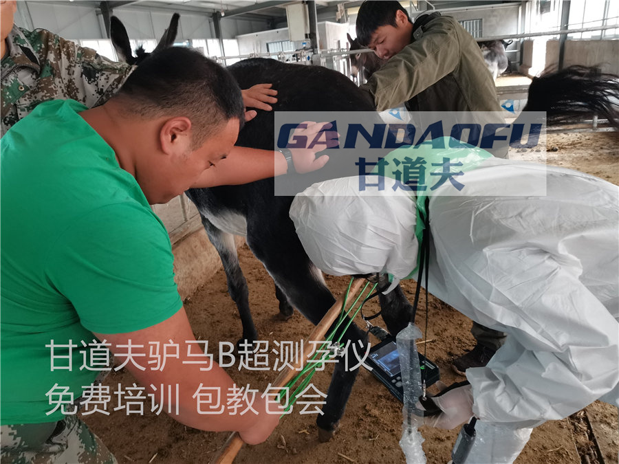驴马用B超使用方法教程超声图像判断分析
