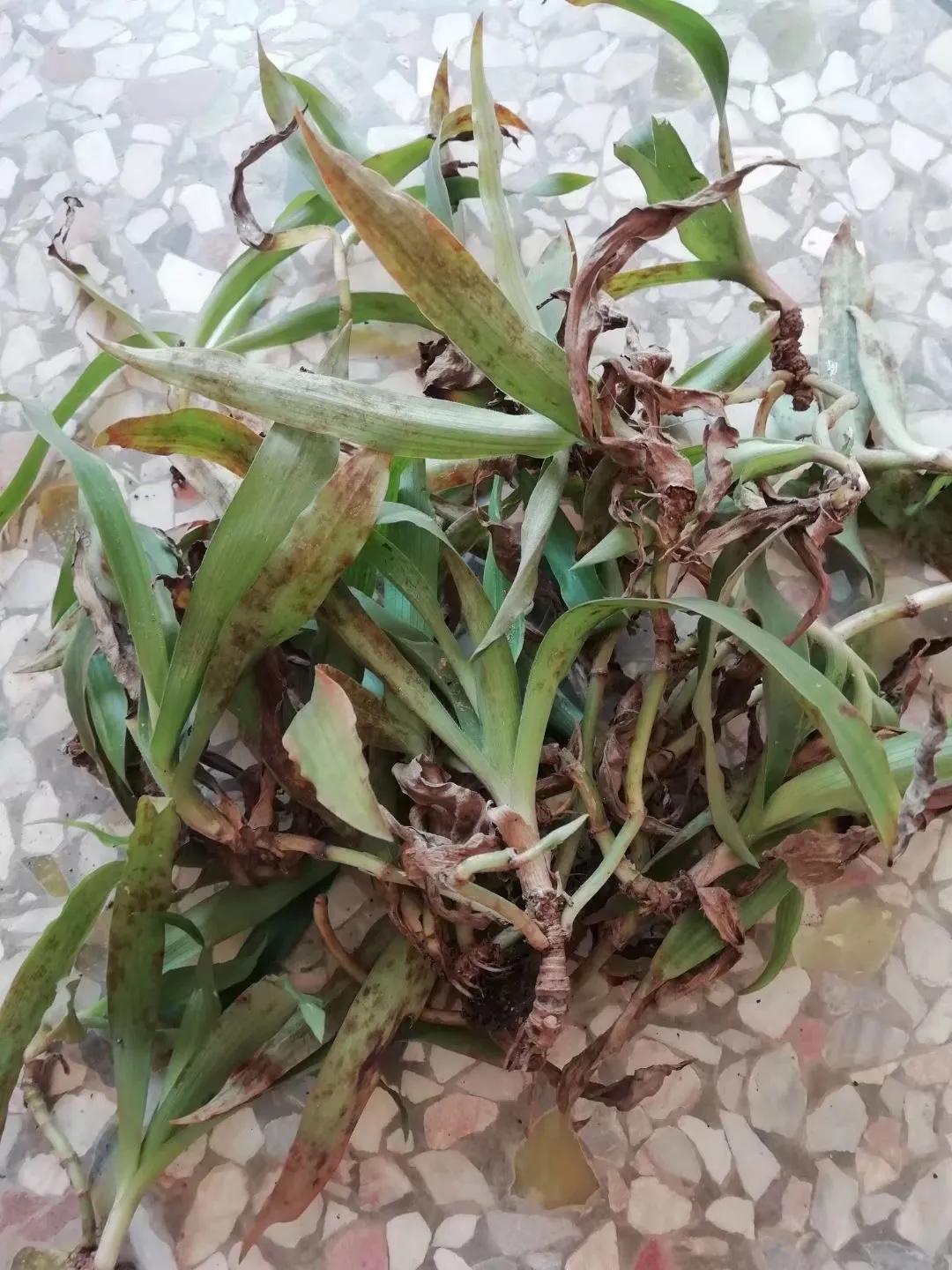 植物多样性的认识,怎么快速认识植物