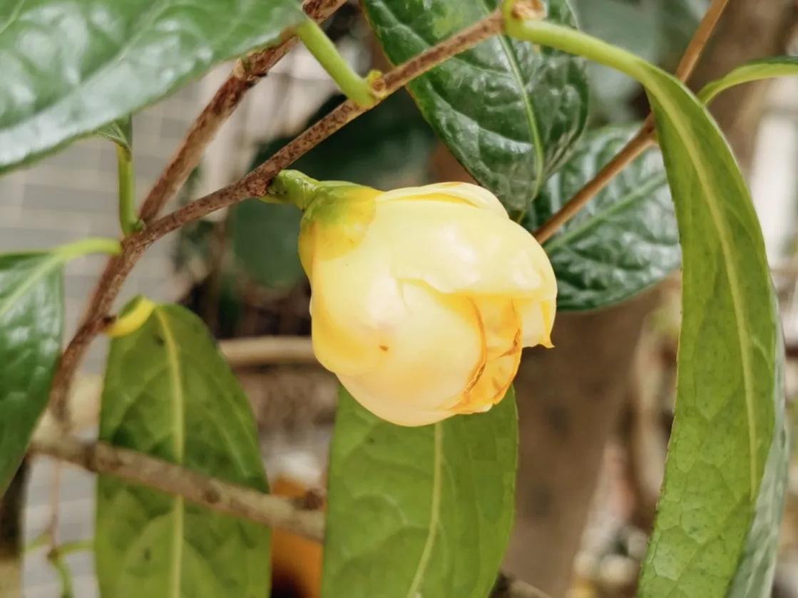 春夏之交，越来越多的花含苞欲放，这一百种娇媚蓓蕾真是美不胜收