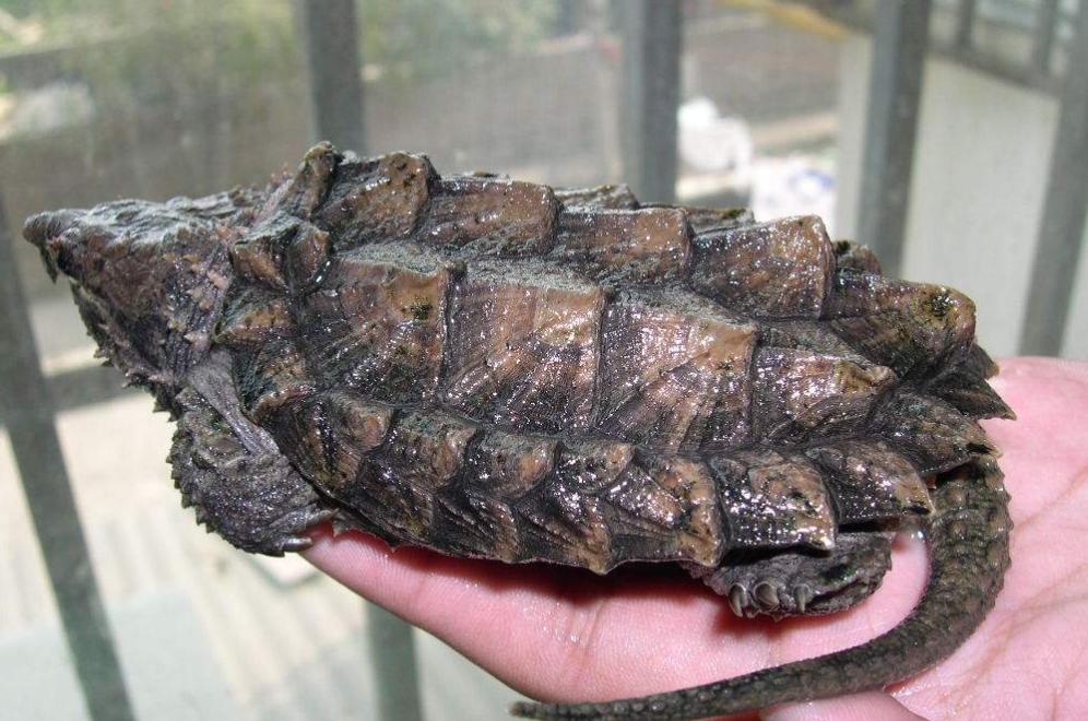 江苏男子花530万买下3只受伤乌龟,放生鳄鱼龟危害