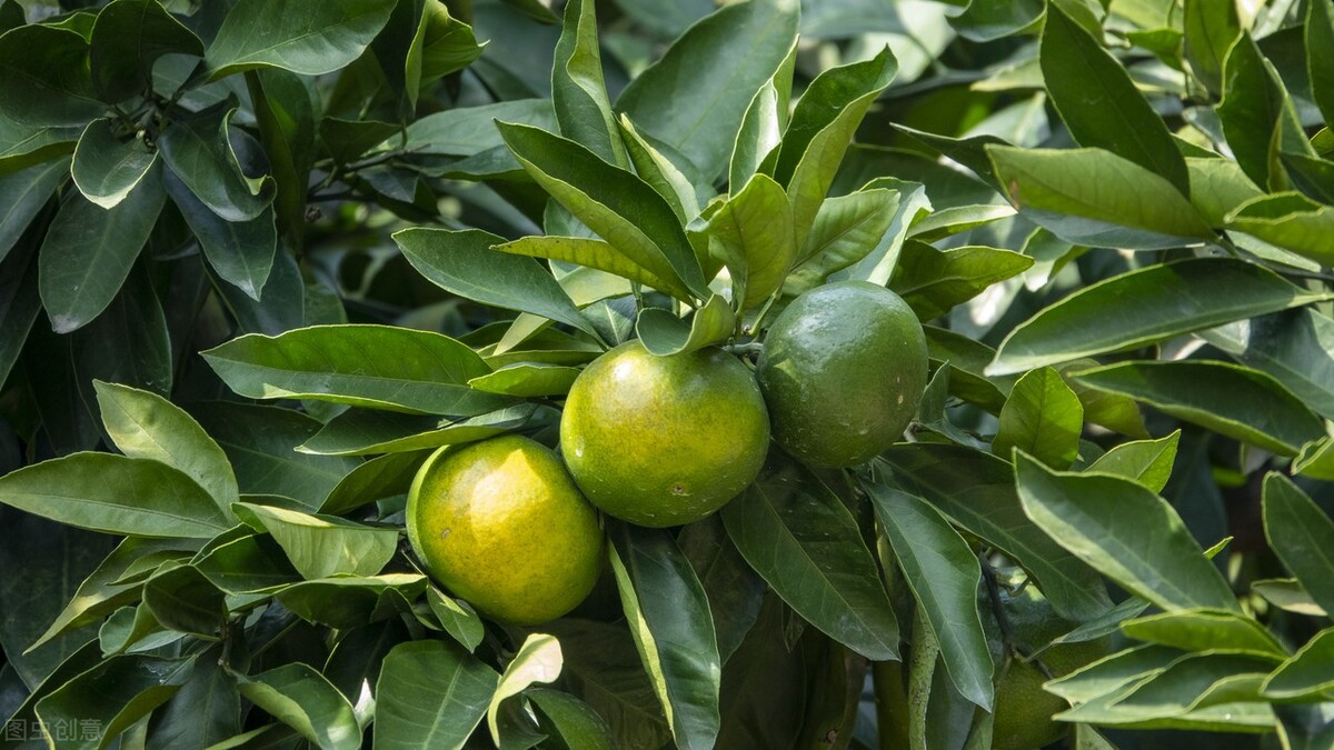 一味能消囊肿的中药:疏肝破气、消积化滞,对结节和肌瘤还很有效