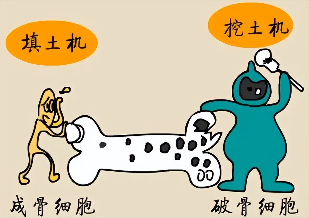 雌激素孕激素对于女性的重要性,雌激素下降对男人没感觉