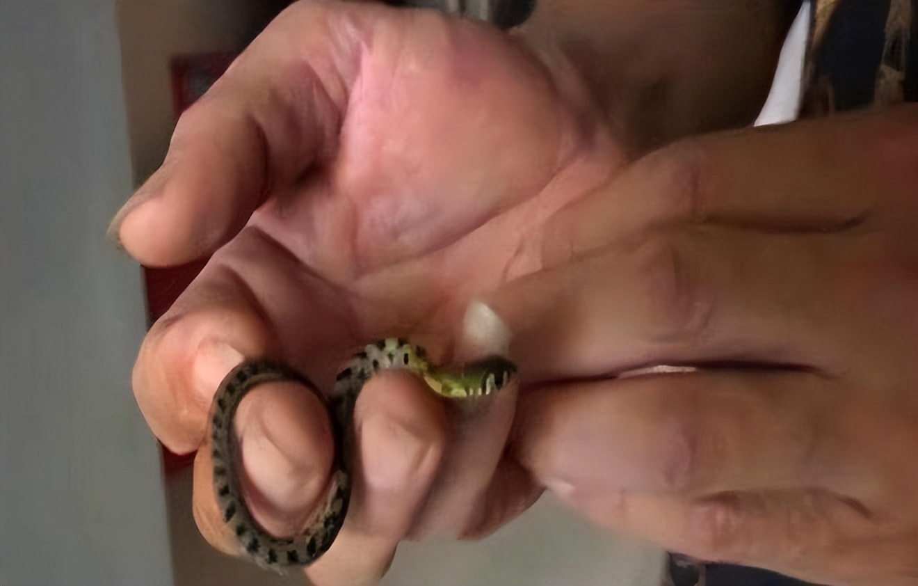 96年海南巨蟒报恩是真实的事吗,96年海南巨蟒为报恩甘愿当保姆