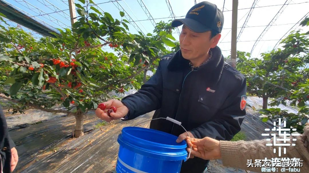 久等了！大连“早春第一果”