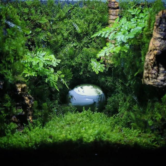 为什么苔藓养不活,苔藓为何养不活