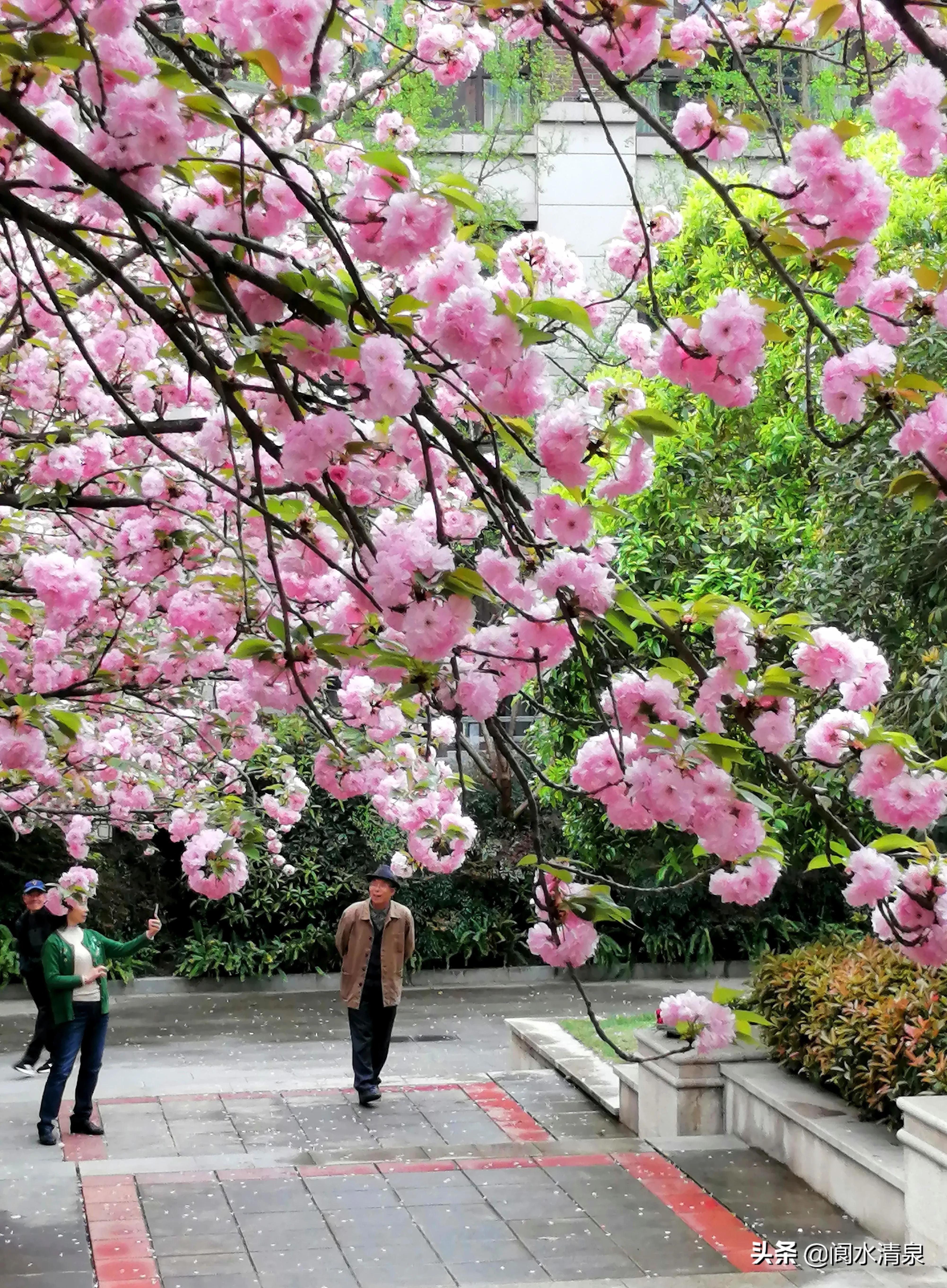 举目望樱花，一朵一朵笑语盈盈腾云来