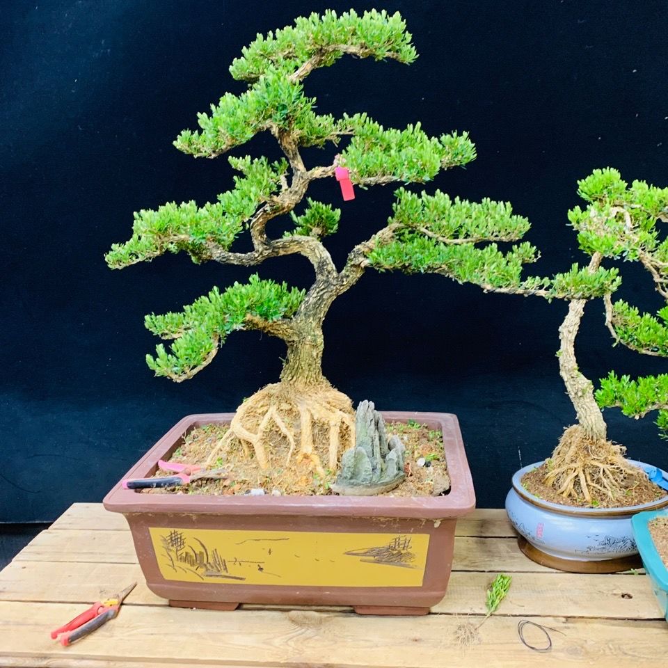 老话“客厅有树，十有九富”，不是迷信，还是有些科学依据的