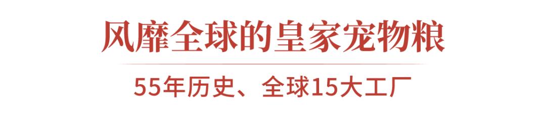 市区100平米宠物游乐园,宠物游乐场室内