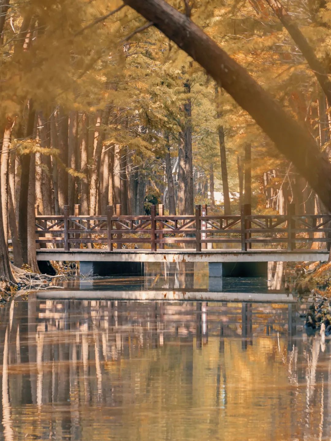 扬州值得推荐的早茶,广东早茶和扬州早茶真的没法比