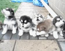 幼犬1-3个月怎么喂养土狗,如何快速成为幼犬的铲屎官