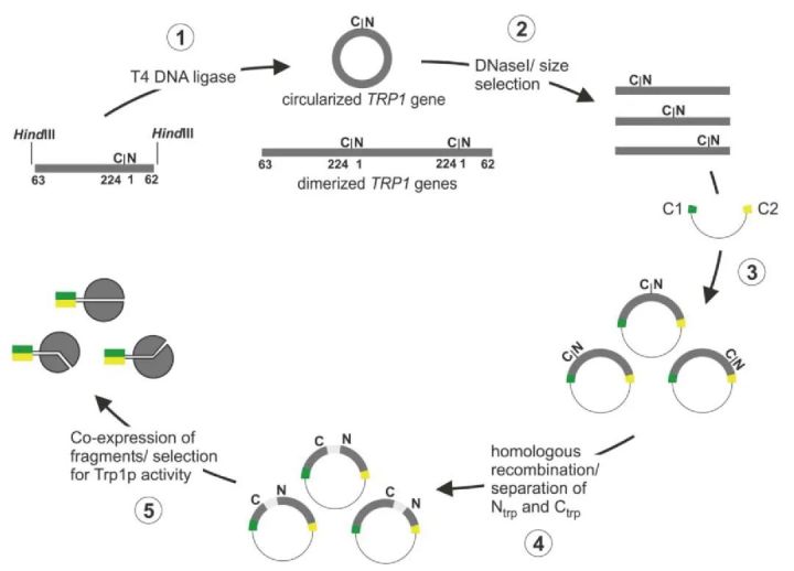 酵母双向杂交,酵母杂交流程
