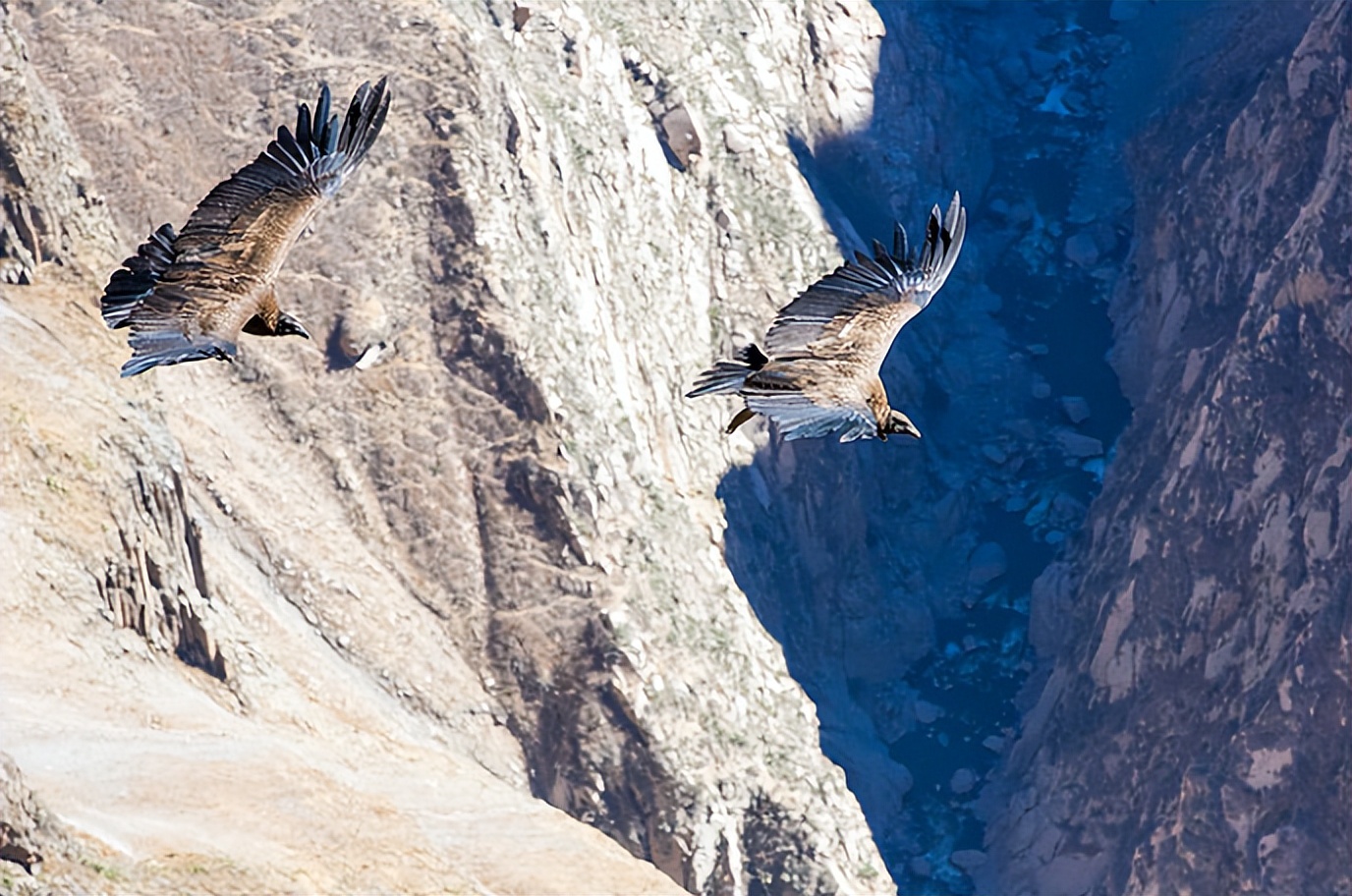 哥伦比亚安第斯秃鹰：土著传统中的文化意义和象征