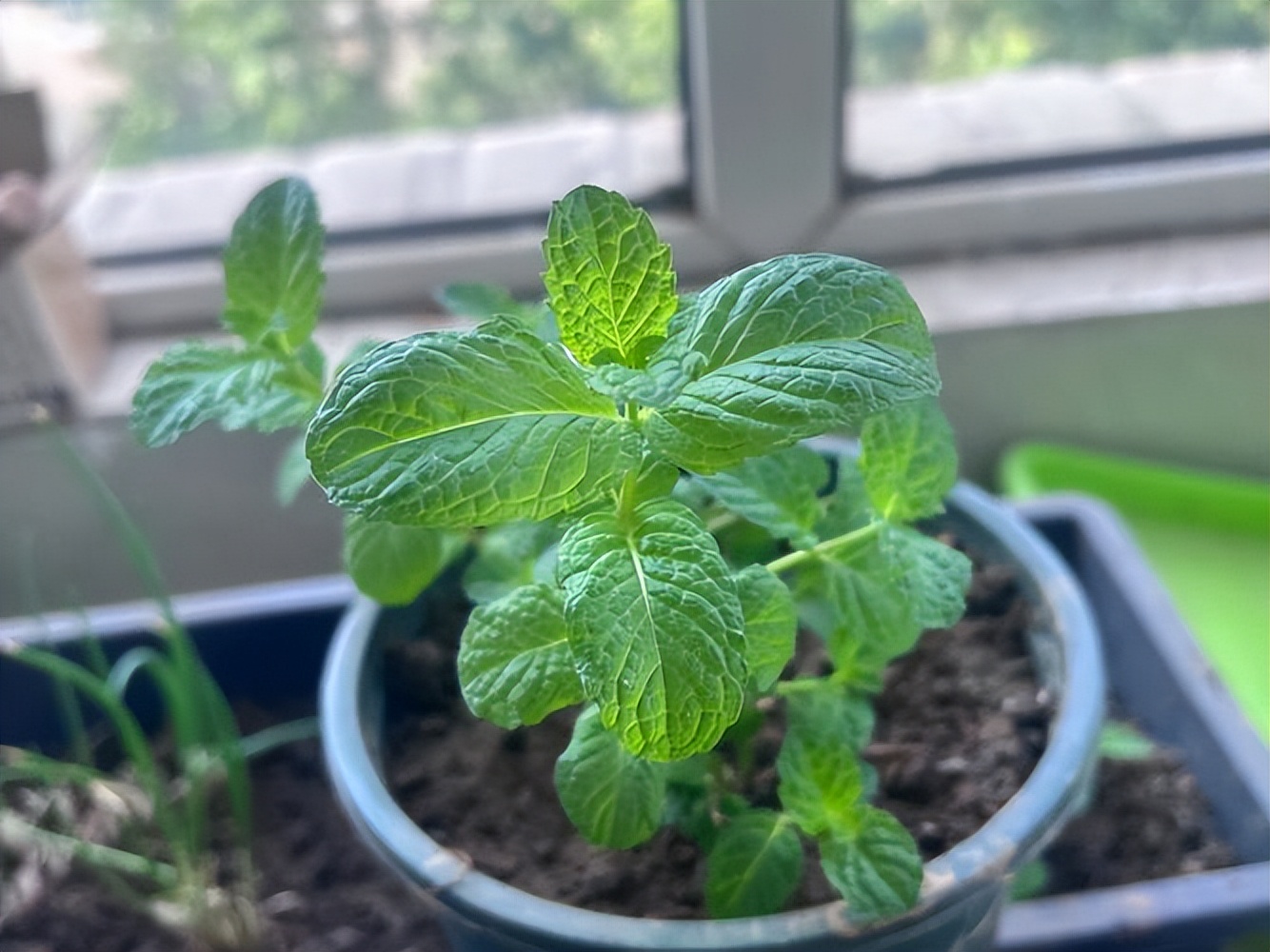 如何能使薄荷快速生长,怎样能让薄荷持续散发香味