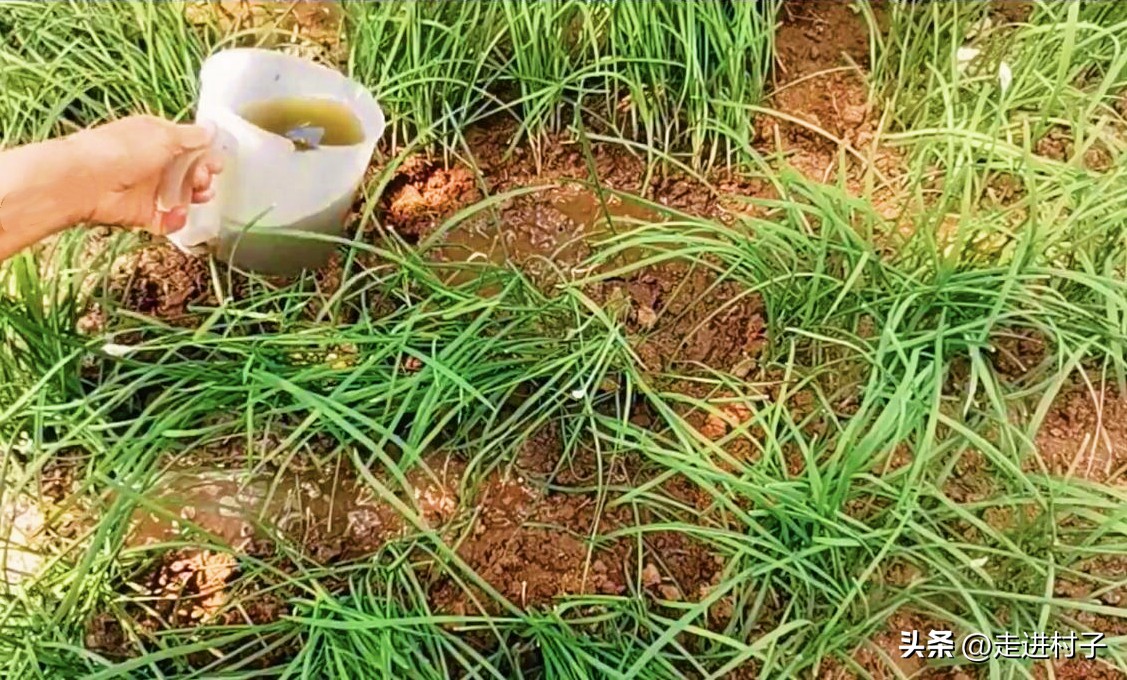 韭菜根长蛆能挖出来晒吗,韭菜长地蛆了喷还是冲药呢