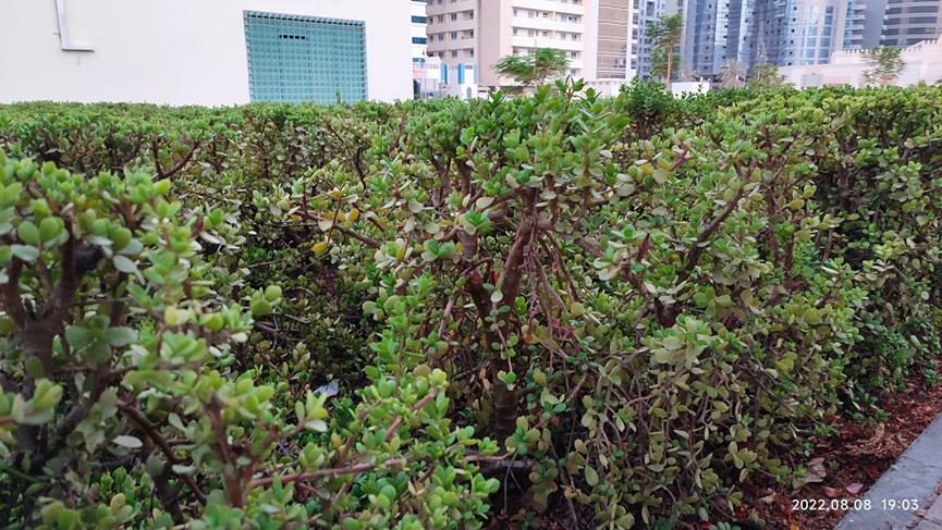 迪拜适合养什么植物,迪拜常见花草