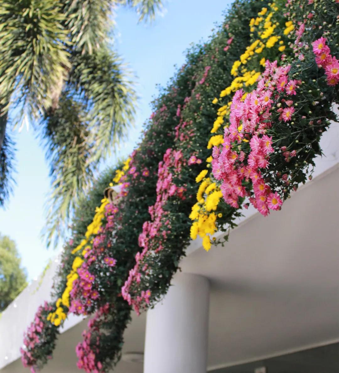 66万盆菊花东湖公园菊花展,东湖公园菊花展有哪些菊花