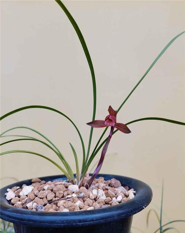 此兰是“云南色花之王”，珍品红素，兰香四溢，开花后仙气十足