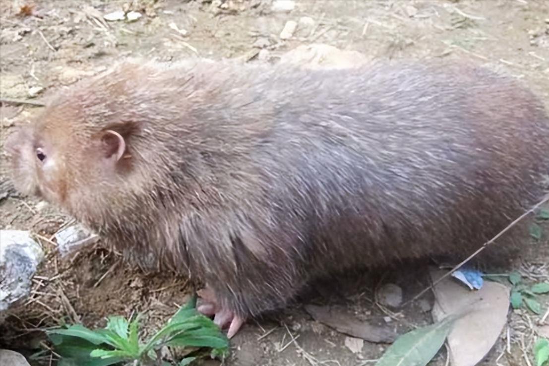 福建孕妇生下黑宝宝,福建孕妇生下熊猫宝宝抖音