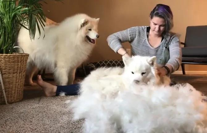 萨摩耶冬天围巾,萨摩耶洗完澡掉毛严重的原因