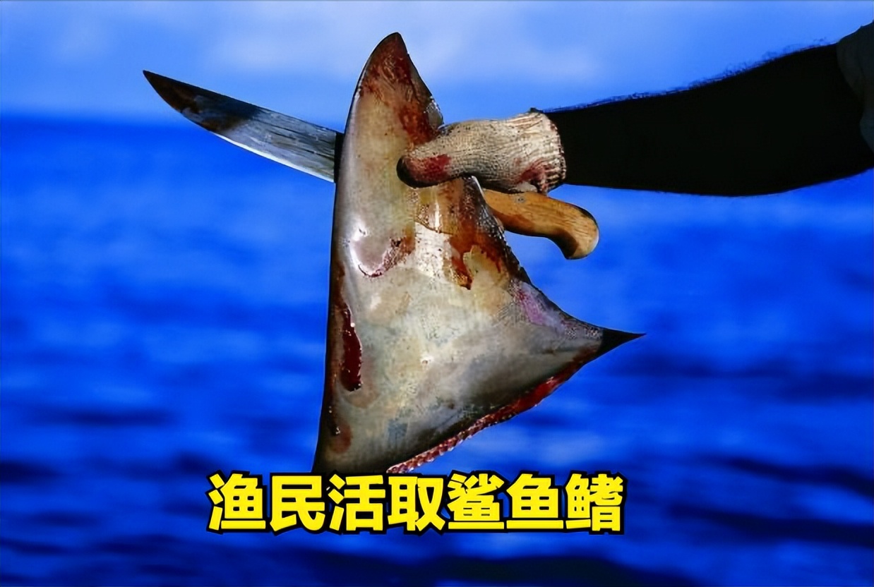 鱼翅有多好吃,鱼翅的分类及吃法