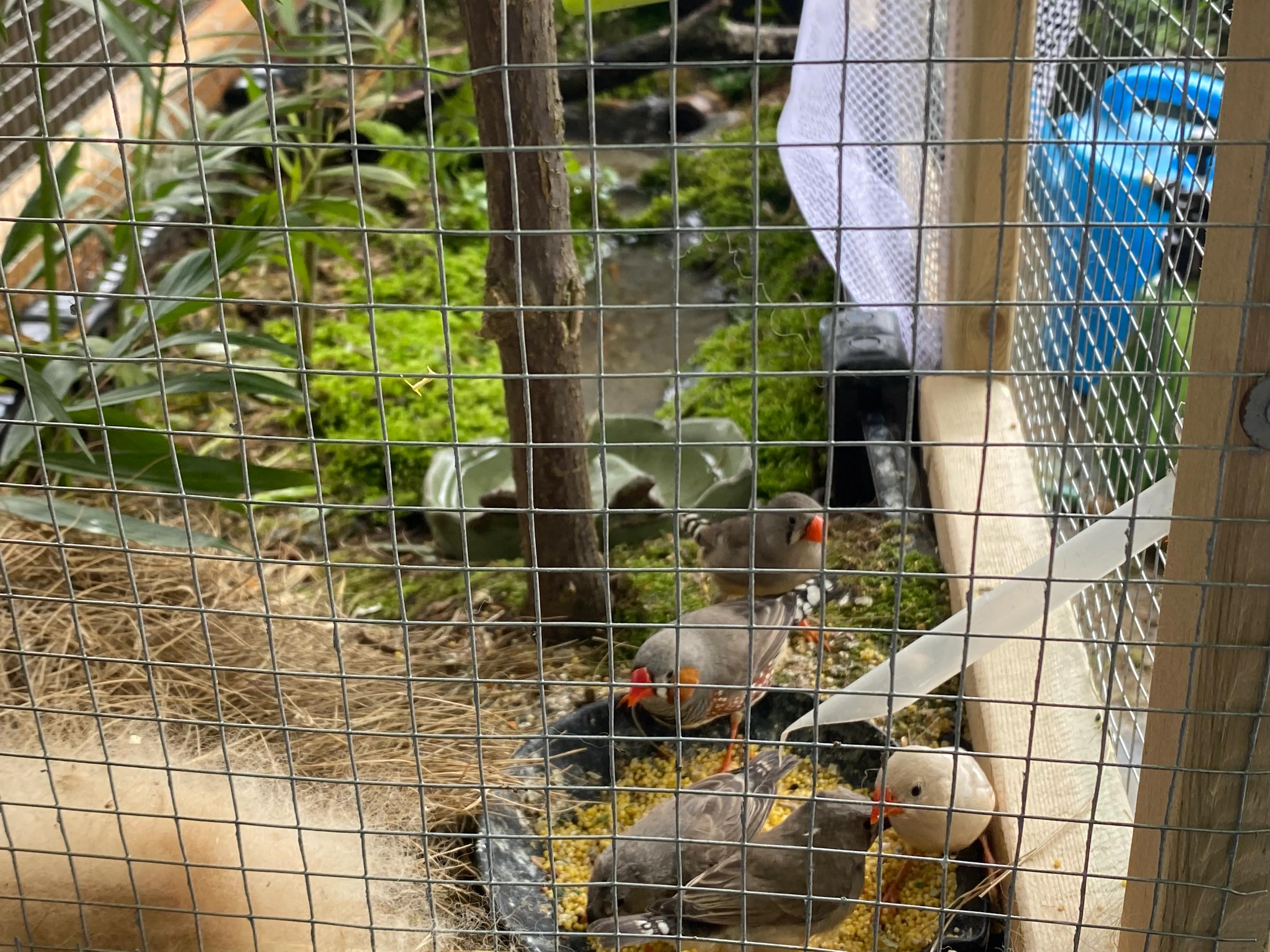 珍珠鸟原生态喂养方式，平时都不用打理，两个月生宝宝！懒人养鸟