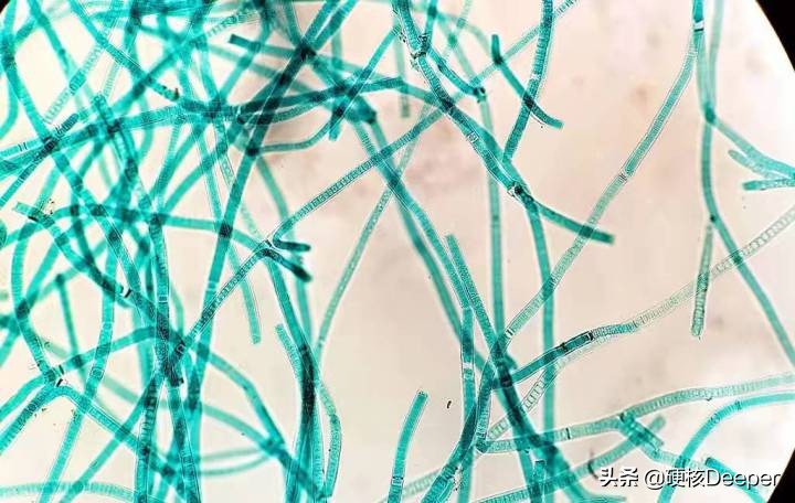 人类需要氮气的主要原因是什么,生物进化十大诡异现象